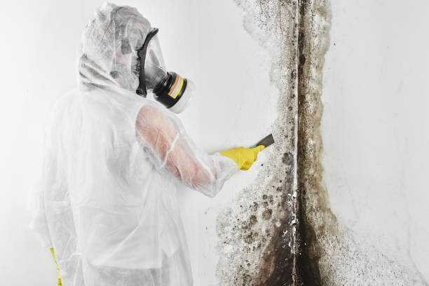 Best Toxic Mold Removal  in Aloha, OR