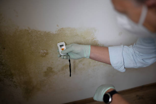 Professional Mold Removal in Aloha, OR